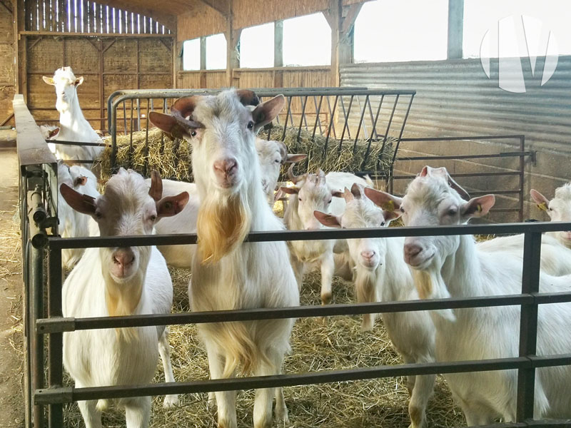 MAINE-ET-LOIRE, pleasant goat and beef farm with very good profitability