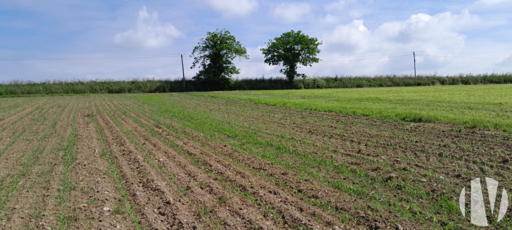 FINISTERE. Land investment 27 hectares