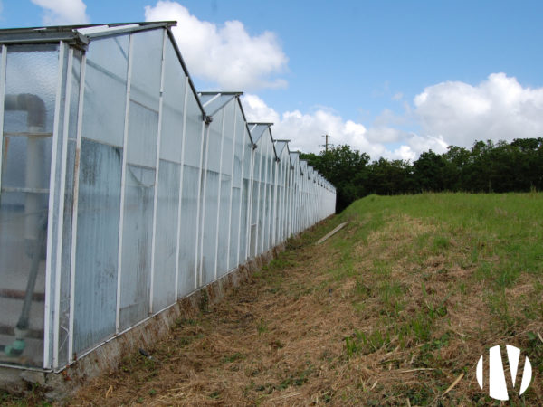 FINISTERE: Production de fraises sous 8000 m² de serres verres