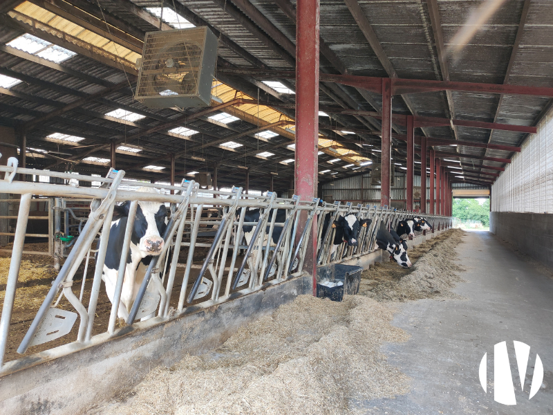 MAINE-ET-LOIRE, melkveebedrijf op 82 mooi verkavelde hectares