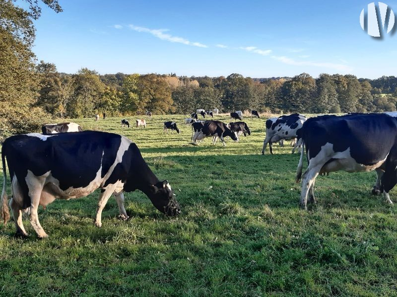 NOORD CHARENTE . Melkveebedrijf van 90 hectare met ontwikkelingspotentieel