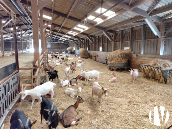 INDRE, mixed farming and goat rearing