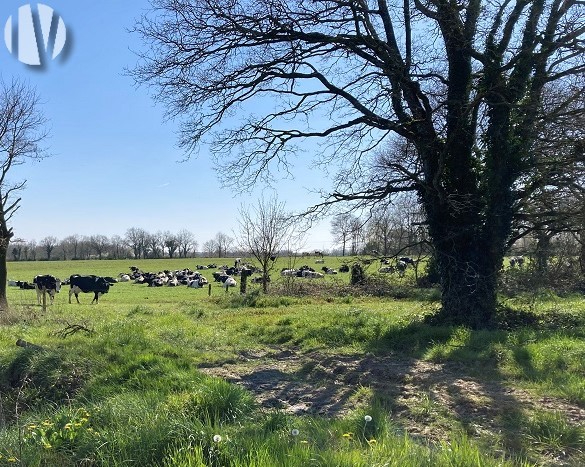 VENDEE. Polyculture élevage sur 80 hectares groupés - 