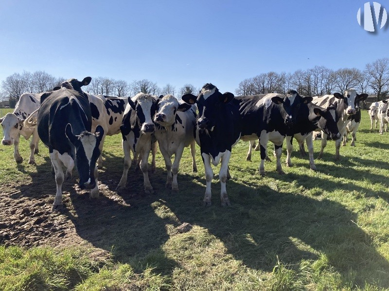 VENDEE. Melk 743.000 liter met uitstekende verkaveling - 