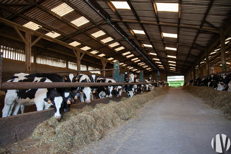 VENDEE. Exploitation laitière bien équipée sur 120 hectares - 