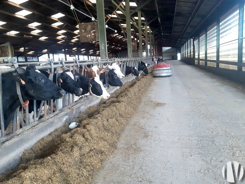 VENDEE. Exploitation laitière bien équipée sur 120 hectares - 