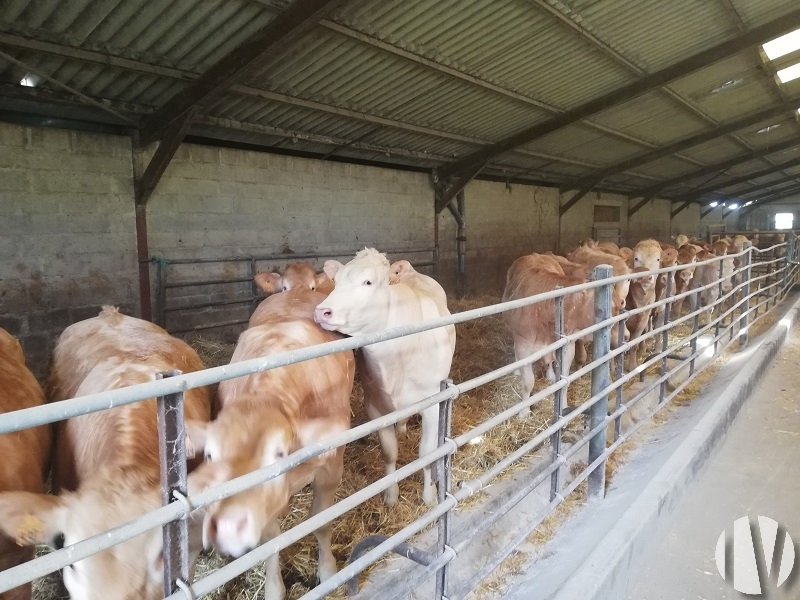 VIENNE. Propriété d’élevage de 32 hectares d’un seul tenant - 