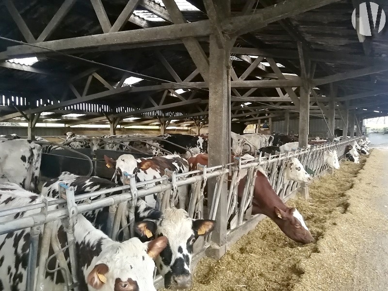 ILLE ET VILAINE. Dairy farm on 78 hectares, good profitability - 