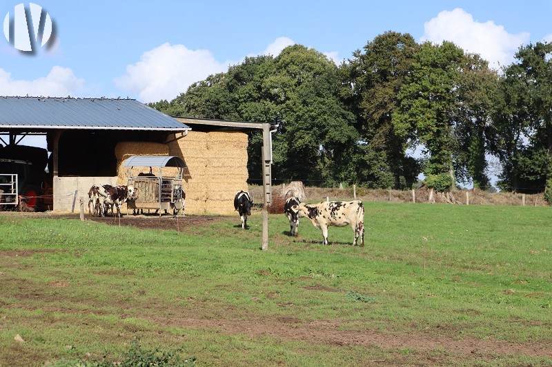 ILLE ET VILAINE. Melkveebedrijf op 78 hectare, goed rendabel - 