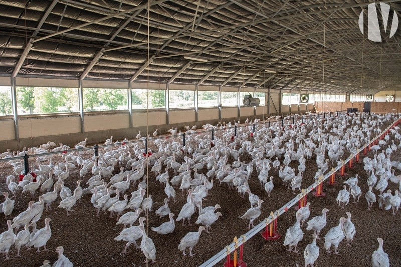 NORTH DEUX-SEVRES. Poultry 4200m² in integration, high profitability - 