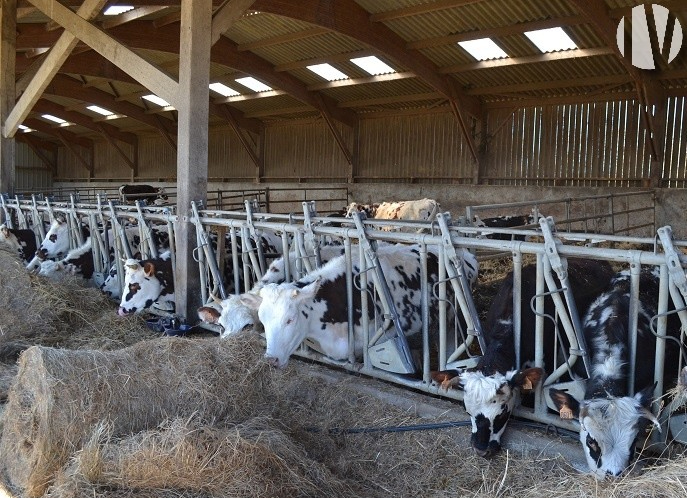 NORD MANCHE. Ferme laitière de 580 000 litres dans une région agricole dynamique - 