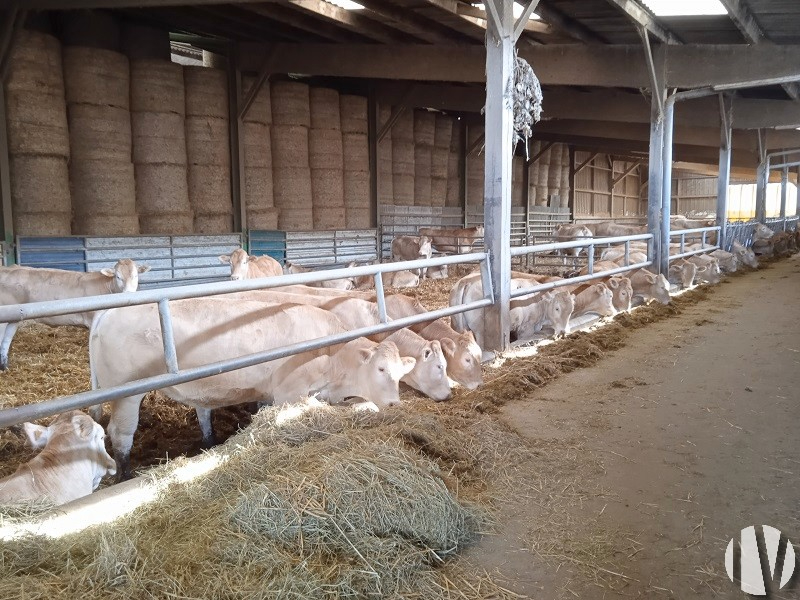 WEST LOIR ET CHER. Beautiful cattle farm registered in the Herd Book - 