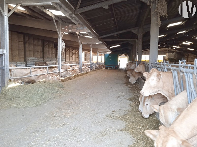 WEST LOIR ET CHER. Beautiful cattle farm registered in the Herd Book - 