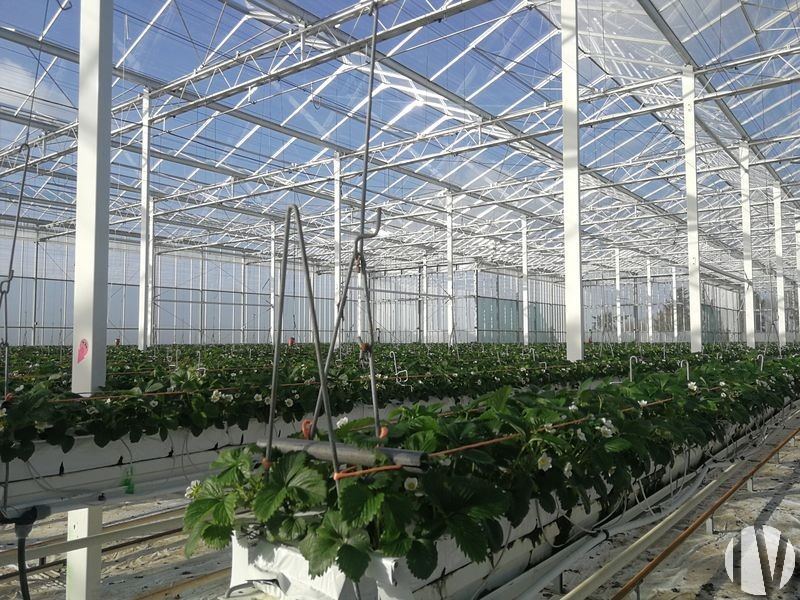 LOIRE-ATLANTIQUE, 2.50 hectares of market garden greenhouses - 