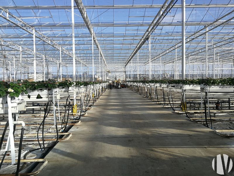 LOIRE-ATLANTIQUE, 2.50 hectares of market garden greenhouses - 