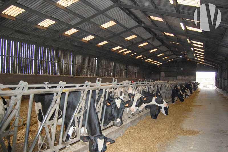 SOUTH FINISTERE. Beautiful dairy site close to amenities with 600,000 litres of milk on 80 grouped hectares - 