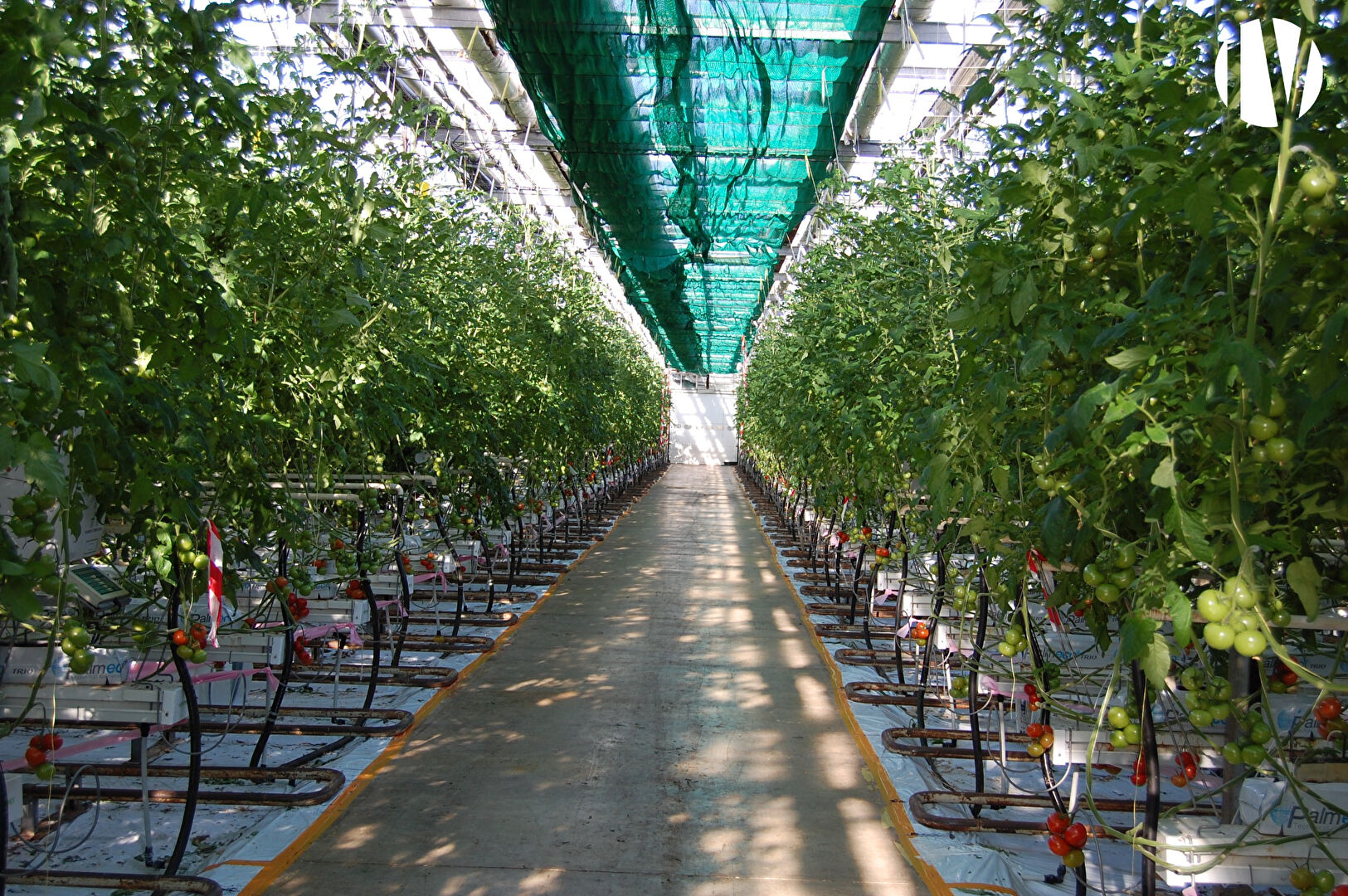 SOLD IN 2023 – FINISTERE, tomato production in greenhouses, near large town - 