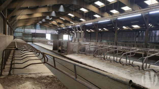 SOLD IN 2023. MORBIHAN. Dairy farm on 80 hectares - 