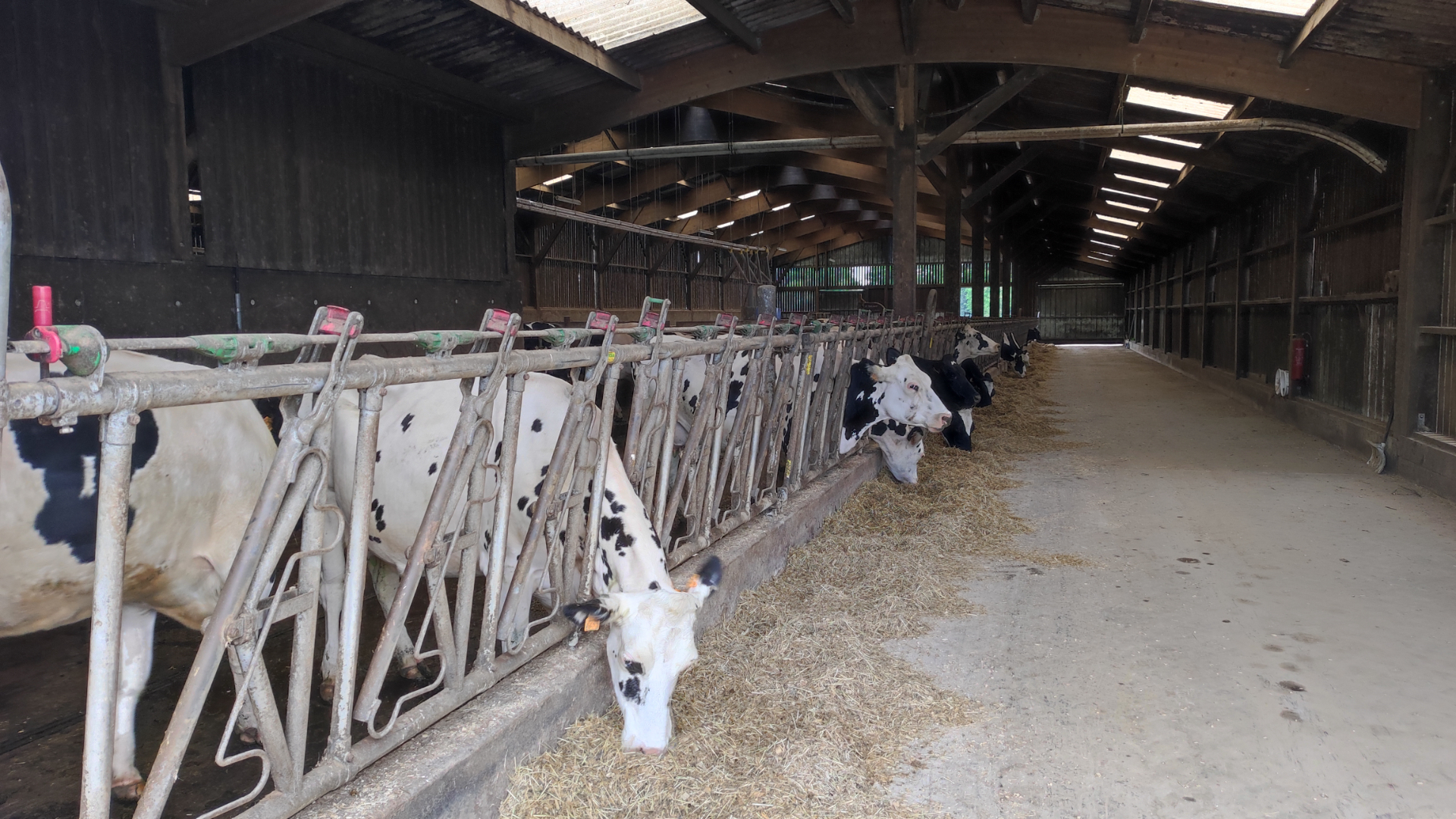 SOLD IN 2023. MORBIHAN. Dairy farm on 80 hectares - 