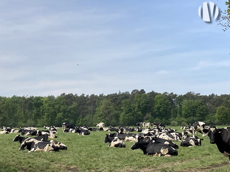 Loire-Atlantique, very nice dairy site 1,100,000 litres on 140 ha - 