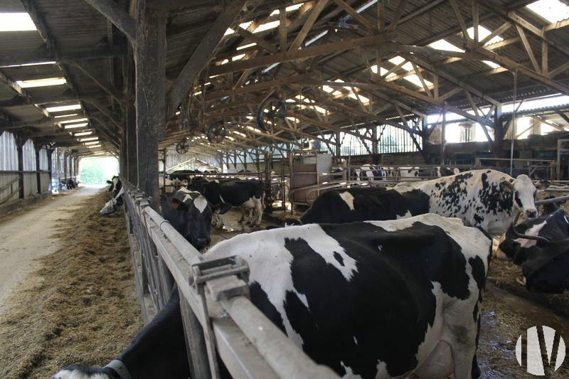 ILLE ET VILAINE: Dairy farm of 1 100 000 litres on 120 hectares - 