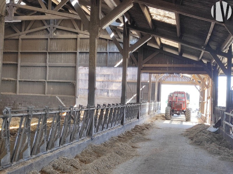 EST MAYENNE. Belle exploitation de 530 000 litres de lait sur 88 hectares, avec bon potentiel - 