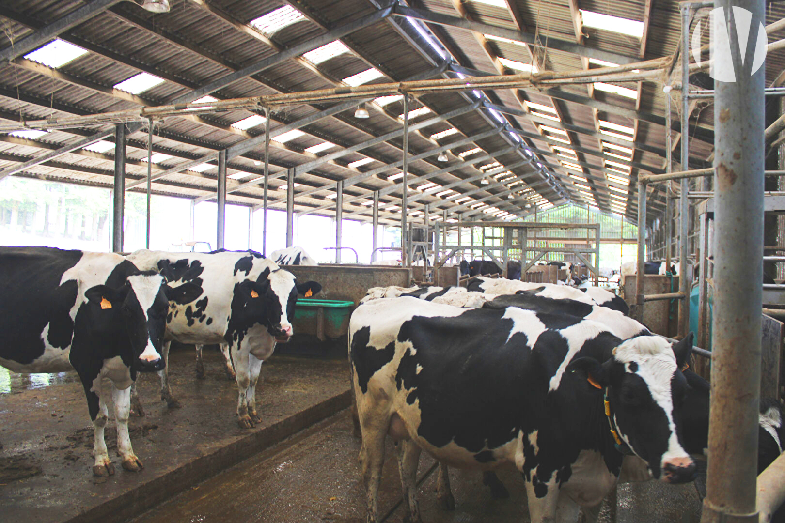 MORBIHAN: West of Pontivy, recent dairy site with 1,300,000 litres of milk on 120 ha - 