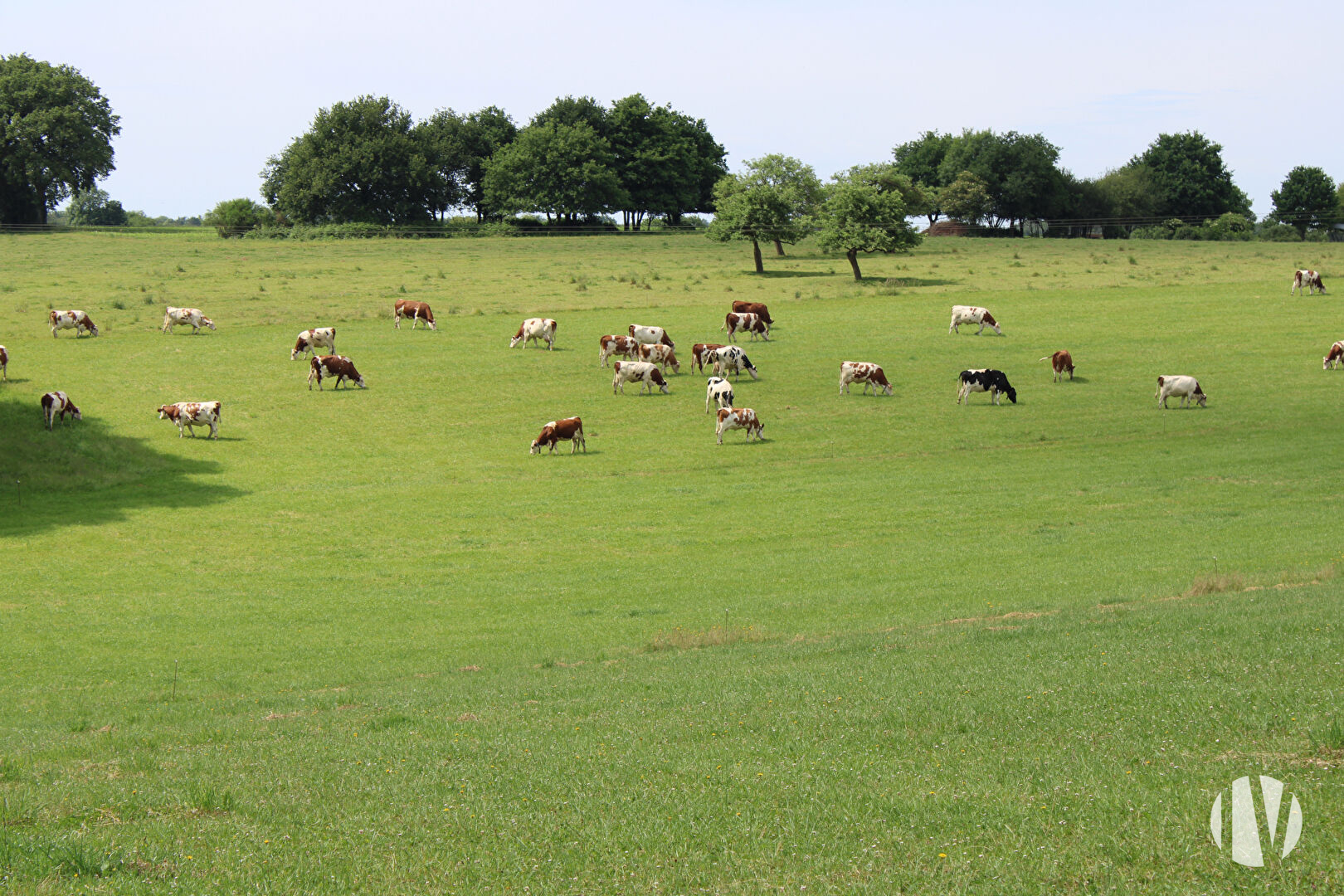 MORBIHAN : Heel mooi melkveebedrijf met 583.000 liter en 82 hectare - 