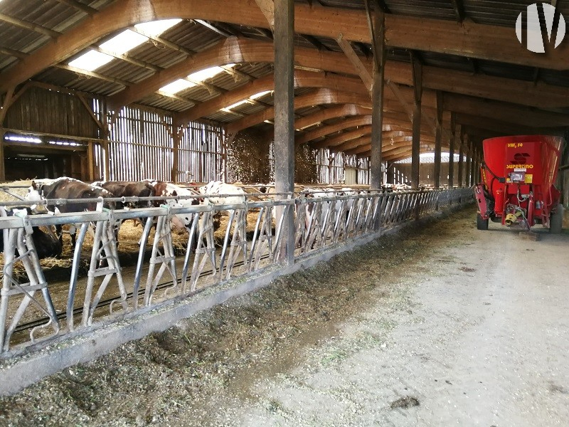 ORNE Dairy farm with 705,000 liters of milk on 85 hectares. - 