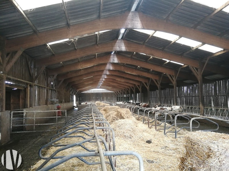 ORNE Dairy farm with 705,000 liters of milk on 85 hectares. - 