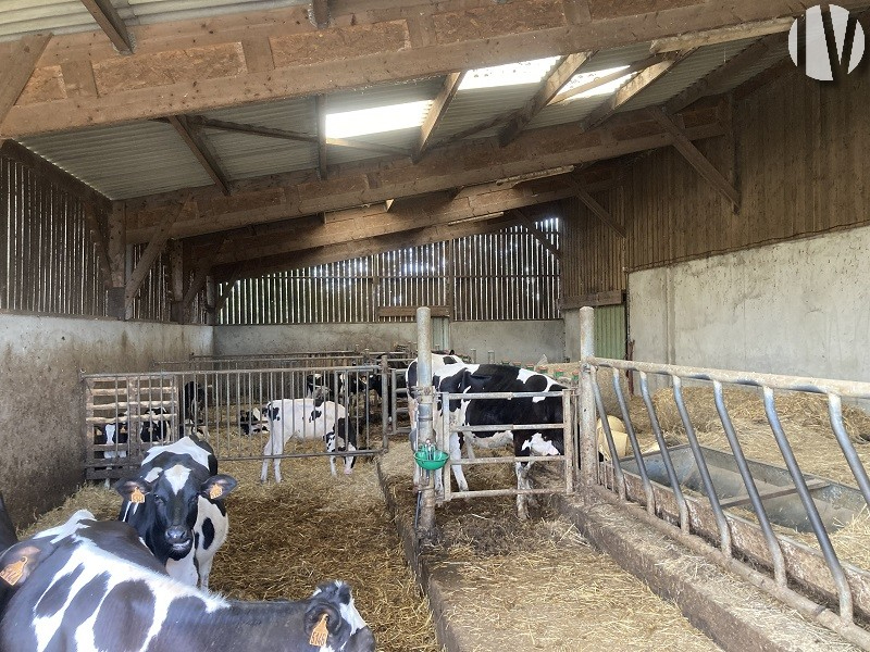 SOLD IN 2024. LOIRE ATLANTIQUE. Nice dairy farm on more than 89 ha. - 