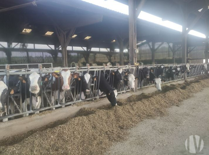 SOLD IN 2024 – South Touraine: Successful dairy farm seeks buyer to develop the business. - 