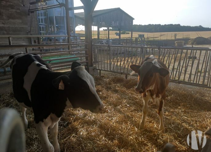 VERKOCHT IN 2024- Zuid-Touraine: Goedlopend melkveebedrijf op zoek naar een koper om het bedrijf verder te ontwikkelen. - 