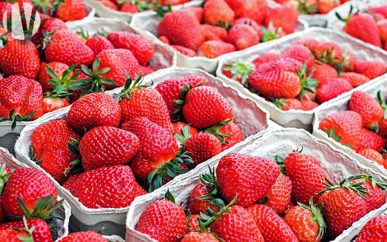 SOLD IN 2023 – ILLE ET VILAINE. Strawberry marketing and production company - 