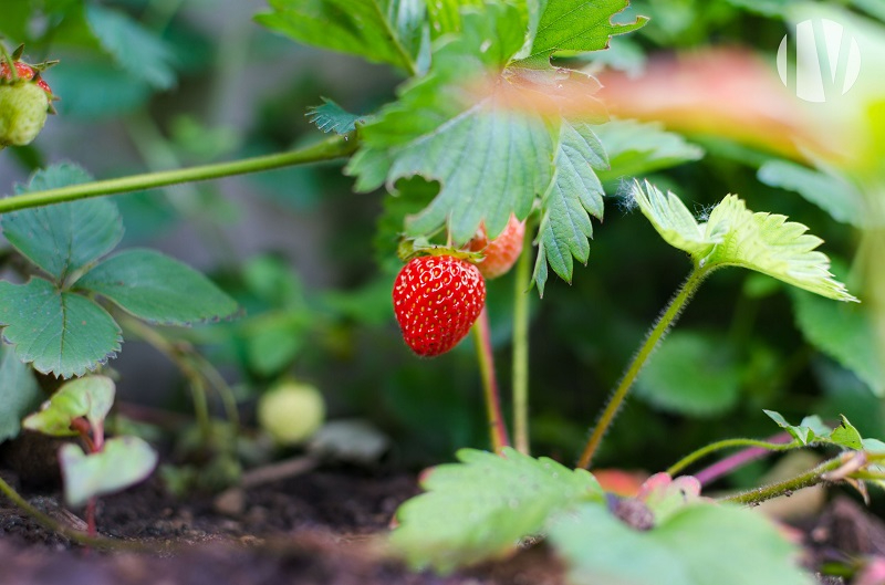 SOLD IN 2023 – ILLE ET VILAINE. Strawberry marketing and production company - 