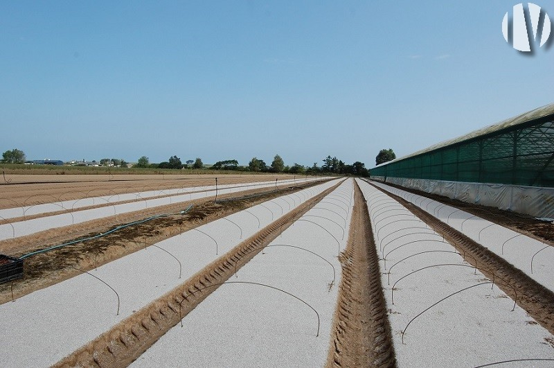 FINISTERE. Lamb’s lettuce production under cover and in the open - 