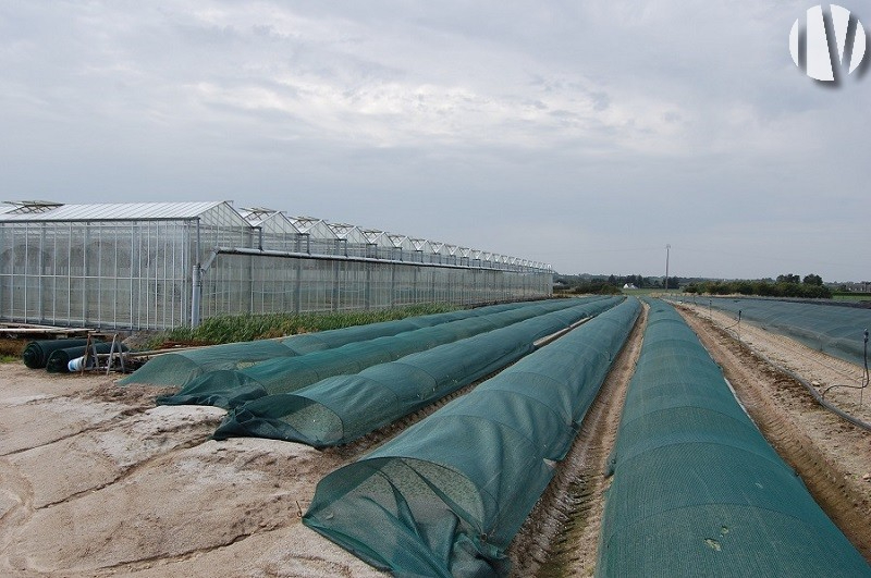 FINISTERE. Lamb’s lettuce production under cover and in the open - 