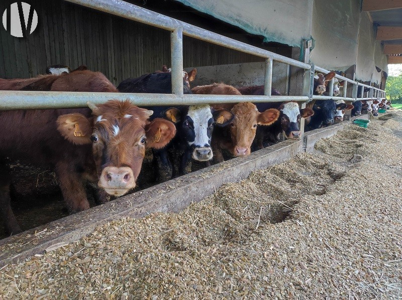 CENTRE MANCHE. Agrarisch bedrijf van 116 hectare, waarvan 105 hectare beschikbaar is voor aankoop - 