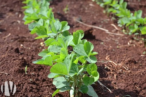 SOUTH VIENNA. Grouped field crop farm with irrigation - 