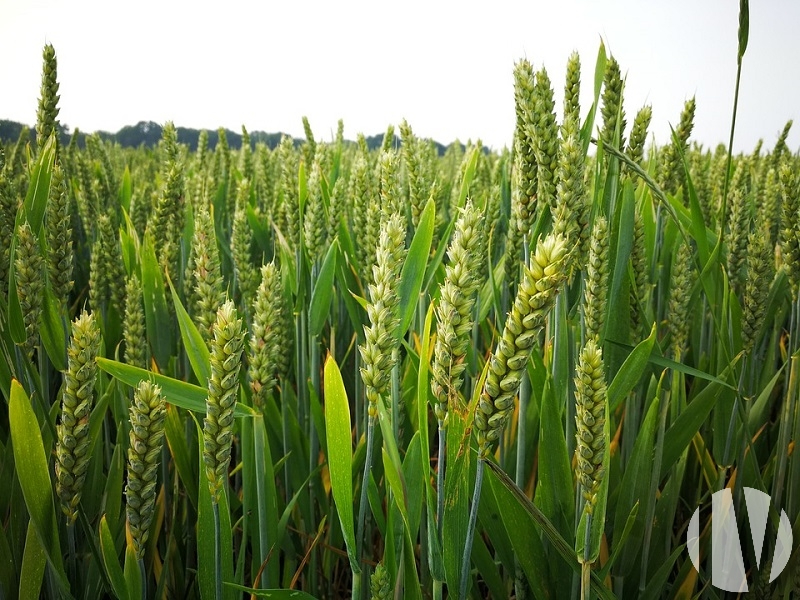 SOUTH VIENNA. Grouped field crop farm with irrigation - 