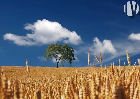 INDRE ET LOIRE. Lochois, 29 hectares en Grandes Cultures - 