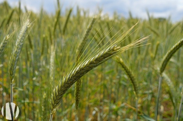 INDRE ET LOIRE. Lochois, 29 hectares en Grandes Cultures - 