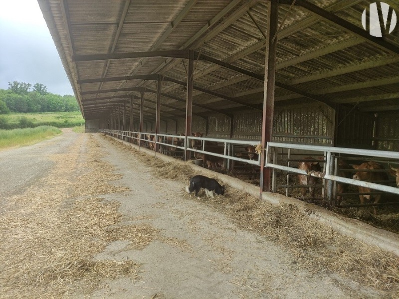 CHARENTE. Est Angoulême, exploitation bovins viande sur 270 hectares - 