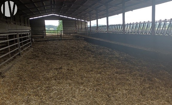 CHARENTE. East Angoulême, beef farm on 280 hectares - 