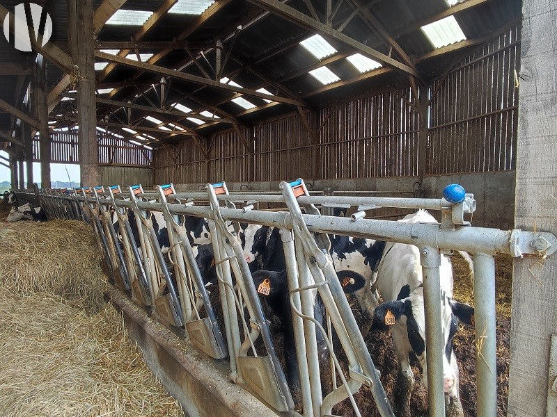 SUD OUEST MAYENNE. Exploitation polyculture élevage de 60 hectares - 