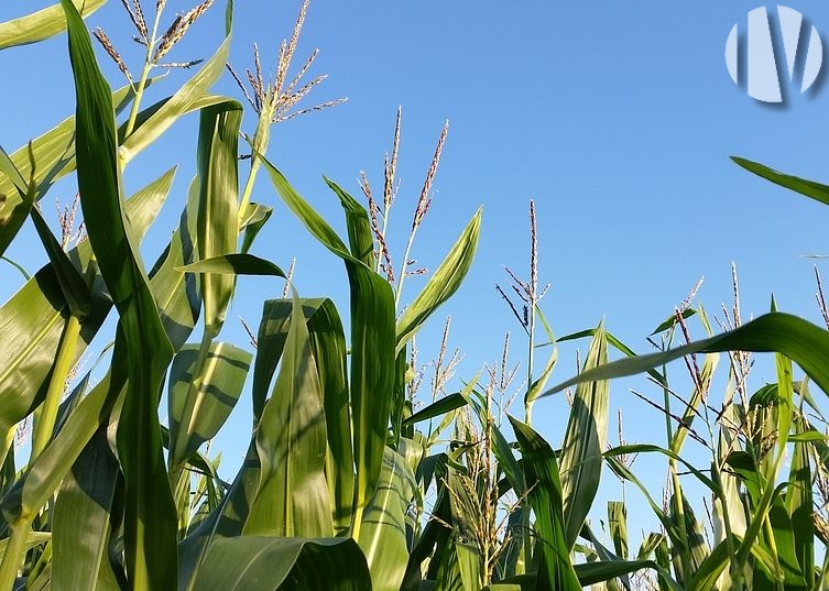 INDRE ET LOIRE. 18 hectares de terres agricoles au sud de Loches - 