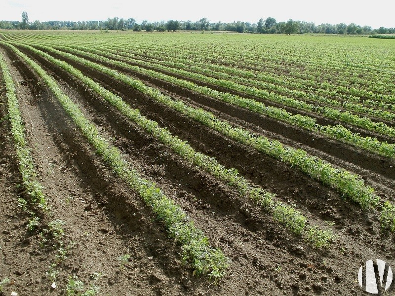 FINISTERE. Market garden farm of 75 hectares - 