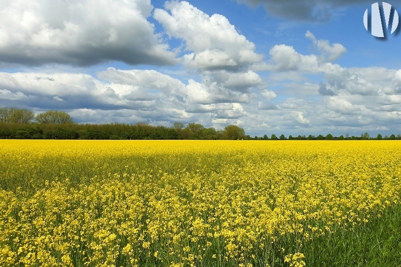 PAYS DE LA LOIRE, varkens en akkerbouw op meer dan 80 mooi verkavelde hectares - 