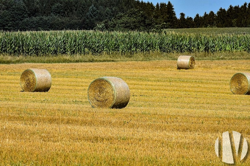 PAYS DE LA LOIRE, pigs and field crops on more than 80 hectares well grouped - 