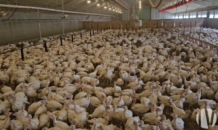 NORD VENDEE. Efficient poultry farm on 3500m2 - 